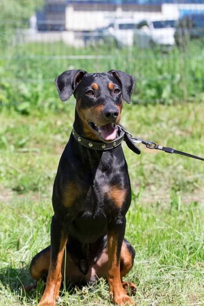 Cute german pinscher puppy is sitting on a green meadow. Pet animals. — Stock Photo, Image