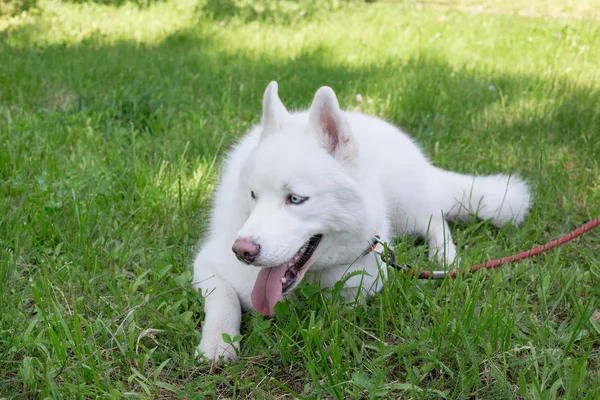 Fehér szibériai husky kék szeme fekszik a zöld fű a parkban. Kedvtelésből tartott állatok. — Stock Fotó