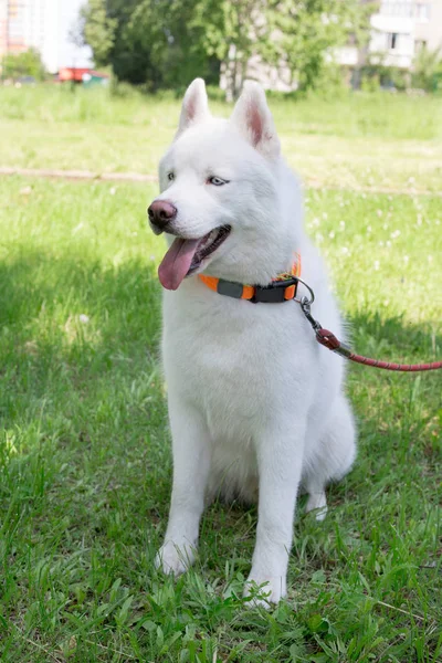 Ein weißer sibirischer Husky mit blauen Augen sitzt auf einer Frühlingswiese. Haustiere. — Stockfoto