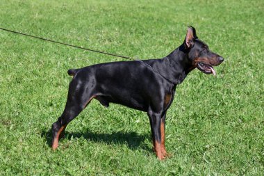 Tatlı doberman pinscher yeşil çimlerin üzerinde duruyor. Evcil hayvanlar..