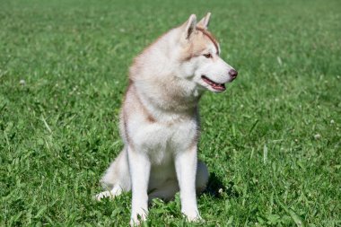 Sable Sibirya husky köpek yavrusu yeşil bir çayır üzerinde oturuyor. Evcil hayvanlar.
