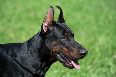 Sevimli doberman Pinscher yeşil çimenlerin üzerinde duruyor. Yakından kapatın. Evcil hayvanlar.