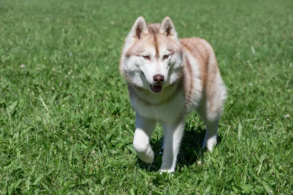 Sable cachorro husky siberiano está de pie sobre una hierba verde en el parque. Animales de compañía —  Fotos de Stock