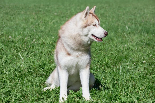 Sable cachorro husky siberiano está sentado en un prado verde. Animales de compañía . —  Fotos de Stock