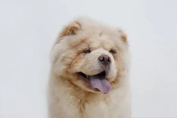 Cão chow chow bonito com lolling língua. Isolado sobre um fundo branco. Animais de companhia . — Fotografia de Stock