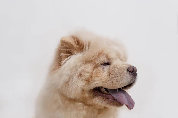 Retrato de cachorro chow chow com lolling língua. Isolado sobre um fundo branco. Animais de companhia . — Fotografia de Stock