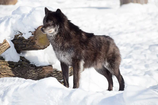 Black canadian wolf is standing on a white snow. Canis lupus pambasileus. — Stock Photo, Image