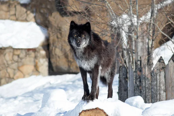 Siyah Kanadalı kurt kameraya bakıyor. Canis lupus pambasileus.