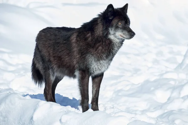 Siyah Kanada kurdu beyaz bir kar üzerinde duruyor. Yakından kapatın. Canis lupus pambasileus.