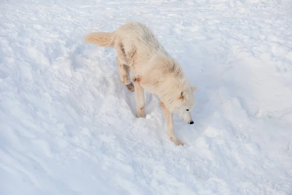 Lobo salvaje tundra Alaska está corriendo sobre una nieve blanca. Canis lupus arctos. Lobo polar o lobo blanco . — Foto de Stock