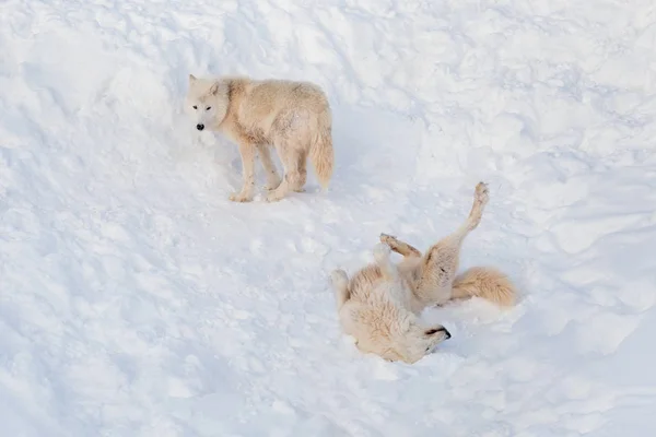 Dwa dzikie Alaskan tundra wilki grają na białym śniegu. Canis toczeń arctos. Wilk polarny lub biały Wilk. — Zdjęcie stockowe