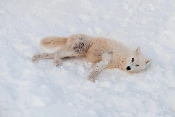 El lobo salvaje de tundra Alaska yace sobre una nieve blanca. Canis lupus arctos. Lobo polar o lobo blanco . — Foto de Stock