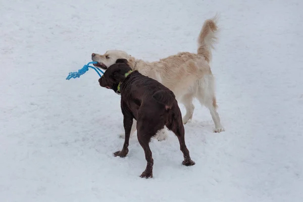 Golden retriever y labrador de chocolate están jugando en una nieve blanca con su juguete. Animales de compañía . —  Fotos de Stock