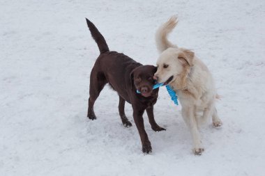 Sevimli altın retriever ve çikolata labrador onun oyuncak ile beyaz bir kar üzerinde oynuyor. Evcil hayvanlar.