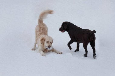 Altın retriever ve çikolata labrador beyaz bir kar üzerinde oynuyor. Evcil hayvanlar.