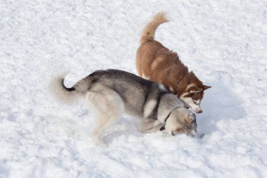 İki Sibirya husky parkta beyaz bir kar üzerinde oynuyor. Evcil hayvanlar.