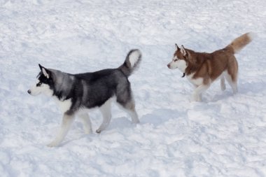 İki Sibirya husky beyaz bir kar üzerinde çalışıyor. Evcil hayvanlar. Evcil hayvanlar.