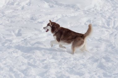 Sevimli Sibirya husky beyaz bir kar üzerinde çalışıyor. Evcil hayvanlar.