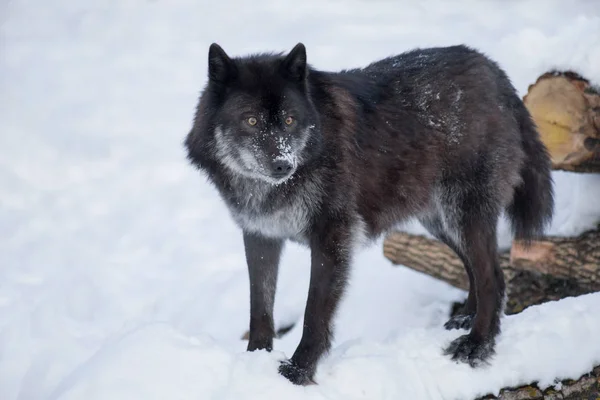 Zwarte Canadese Wolf staat op een witte sneeuw. Canis Lupus pambasileus. — Stockfoto