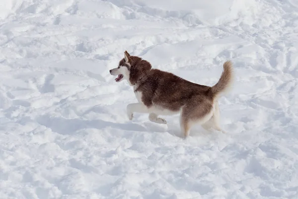 Lindo husky siberiano está corriendo sobre una nieve blanca. Animales de compañía . —  Fotos de Stock