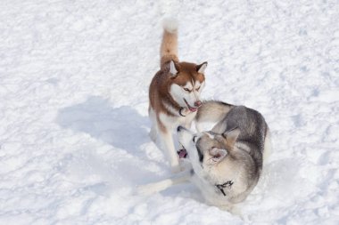 İki Sibirya husky beyaz bir kar üzerinde oynuyor. Evcil hayvanlar.