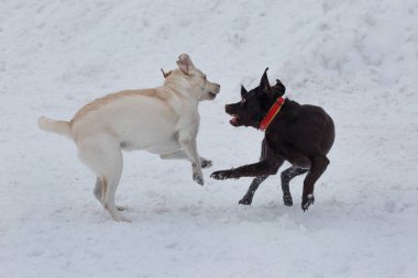 İki labrador retriever yavrusu beyaz bir karüzerinde oynuyor. Evcil hayvanlar.