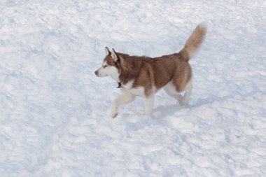 Sevimli Sibirya husky beyaz bir kar üzerinde yürüyor. Evcil hayvanlar. Evcil hayvanlar.