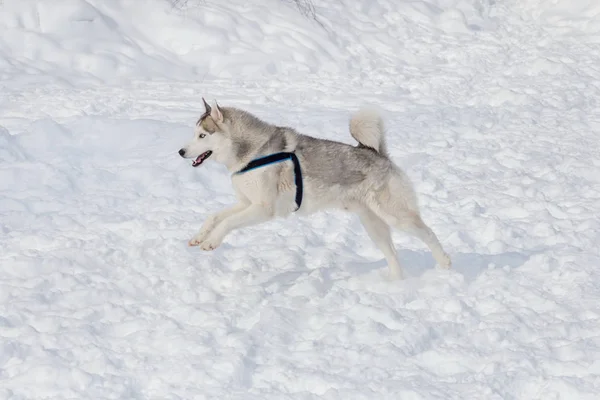 Lindo husky siberiano está jugando en una nieve blanca. Animales de compañía . —  Fotos de Stock