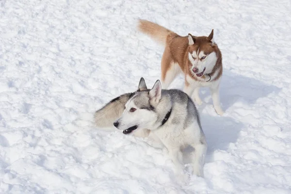 Dos lindos husky siberianos están jugando en una nieve blanca en el parque. Animales de compañía . — Foto de Stock