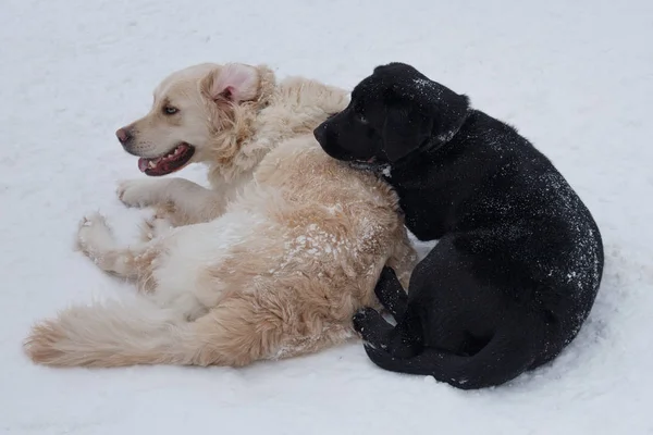 Sevimli altın retriever ve siyah labrador beyaz bir kar üzerinde yatıyor. Evcil hayvanlar. — Stok fotoğraf