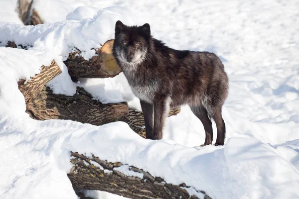 Zwarte Canadese wolf kijkt naar de camera. Canis lupus pambasileus. — Stockfoto