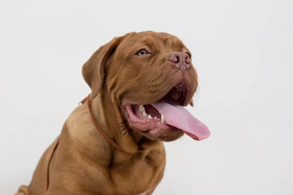 かわいいフランスのマスチフの子犬と舌がうろつきます。ボルドーマスチフまたはボルドードッグ。生後5ヶ月. — ストック写真