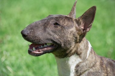 Minyatür brindle ve beyaz boğa Terrier yakın. İngiliz boğa Terrier veya kama kafası.