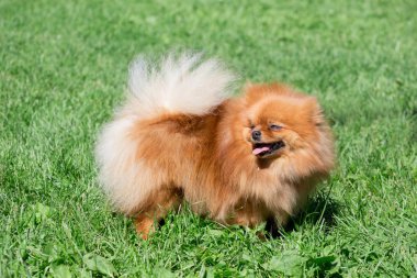 Sevimli Pomeranian Spitz Puppy bir bahar çayır üzerinde duruyor. Deutscher Spitz veya zwergspitz.