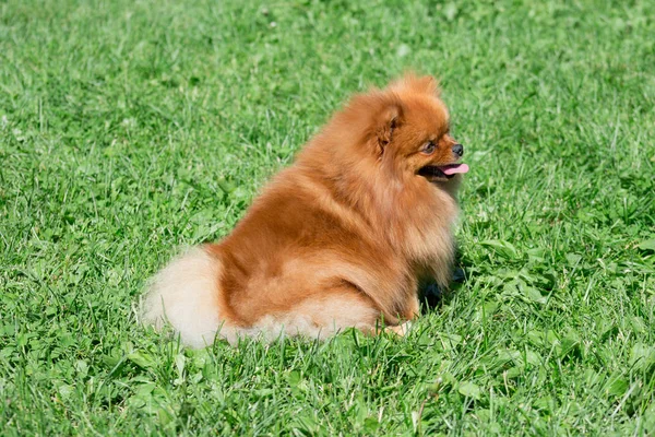 Cute pomeranian spitz puppy is sitting on a spring meadow. Deutscher spitz or zwergspitz. — Stock Photo, Image