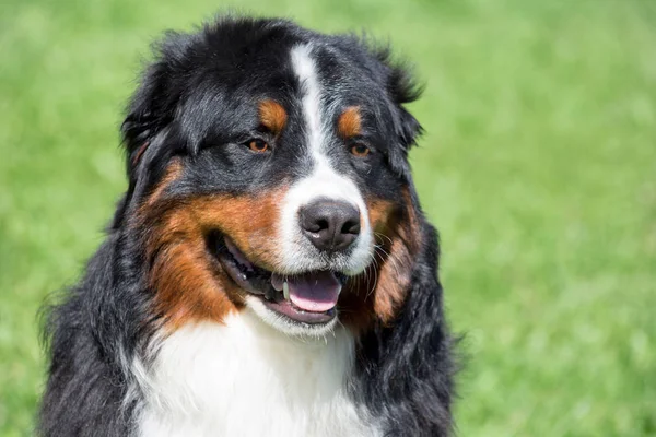 Cute bernese mountain dog puppy close up. Berner sennenhund or bernese cattle dog.