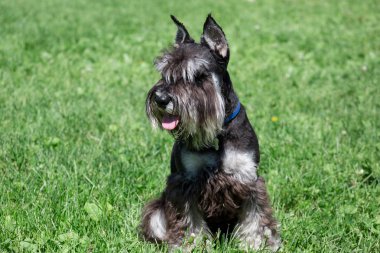 Sevimli zwergschnauzer köpek bir bahar çayır üzerinde oturuyor. Minyatür Schnauzer veya cüce Schnauzer.