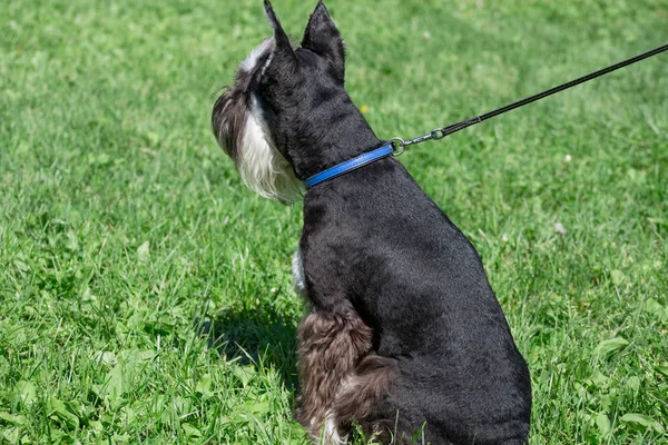 Lindo cachorro zwergschnauzer está de pie en un prado verde. Schnauzer miniatura o schnauzer enano . — Foto de Stock