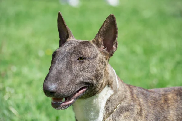 Minyatür brindle ve beyaz boğa Terrier yeşil çim üzerinde duruyor. İngiliz boğa Terrier veya kama kafası.