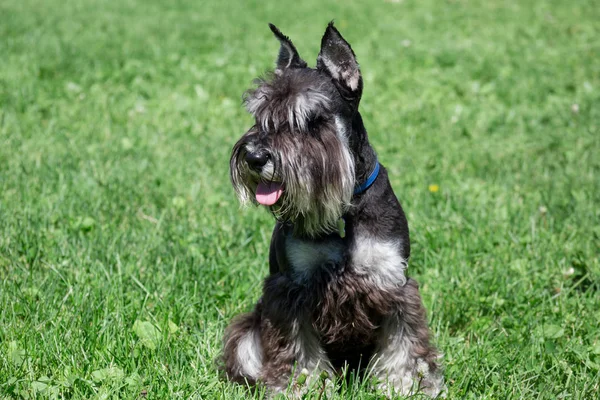 Sevimli zwergschnauzer köpek bir bahar çayır üzerinde oturuyor. Minyatür Schnauzer veya cüce Schnauzer.
