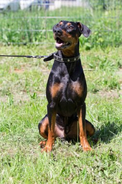 Alman pinscher yavrusu yeşil bir çayırda oturuyor. Evcil hayvanlar.