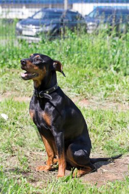 Alman pinscher bir bahar çayırında oturuyor. Evcil hayvanlar.