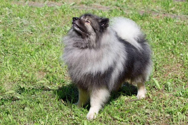 Der deutsche Wolfspitz steht auf einer Frühlingswiese. Keeshond oder deutscher Spitz. — Stockfoto