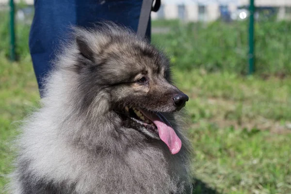 Deutscher wolfspitz is standing on a green meadow with his owner. Keeshond or german spitz. — Stock Photo, Image