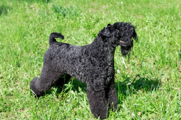 Sevimli kerry mavi terrier parkta yeşil bir çim üzerinde duruyor. Evcil hayvanlar.