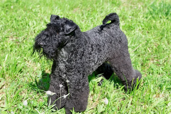 Terrier azul irlandês está de pé em uma grama verde no parque. Animais de companhia . — Fotografia de Stock