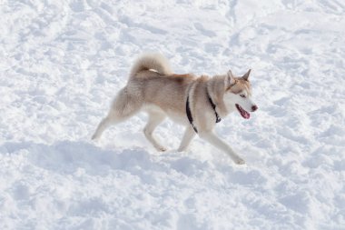Sevimli Sibirya husky beyaz bir kar üzerinde çalışıyor. Evcil hayvanlar.