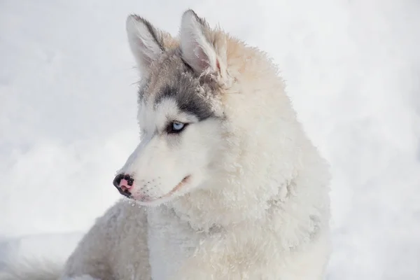 Χαριτωμένο Σιβηρικό σκυλάκι που κάθεται σε ένα λευκό χιόνι. Τριών μηνών. Ζώα συντροφιάς. — Φωτογραφία Αρχείου