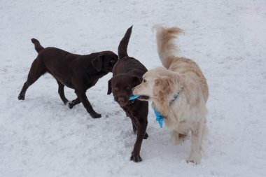 Sevimli altın retriever ve iki çikolata labradors beyaz bir kar üzerinde oynuyor. Evcil hayvanlar.