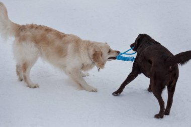 Sevimli altın retriever ve çikolata labrador beyaz bir kar üzerinde oynuyor. Evcil hayvanlar.